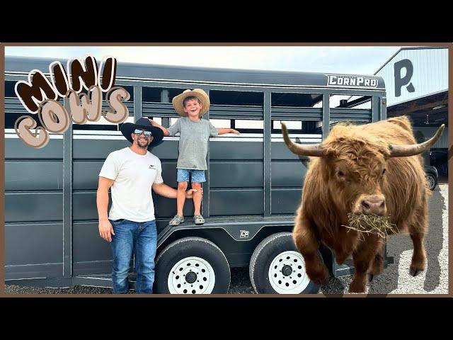 Little Cowboy Brings Home Mini Cow! PANDAROSA RANCH/MINIATURE ANIMALS/LIVESTOCK AUCTION/FARM KIDS