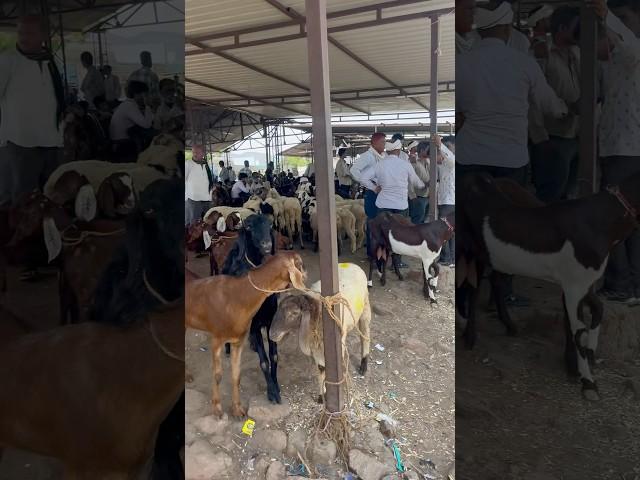 20 MAY 2025 AJMER BAKRA MANDI LIVE UPDATE COVER WITH PRICE RAJASTHAN BIGGEST MANDI