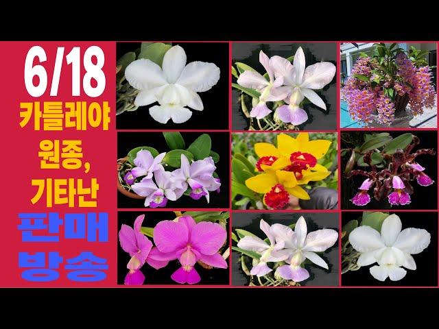 6/18 수요일 오전8시 카틀레야원종, 기타난 판매방송