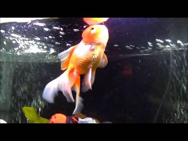 Carassius Perficio.wmv