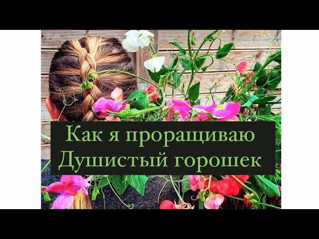 Как я проращиваю душистый горошек