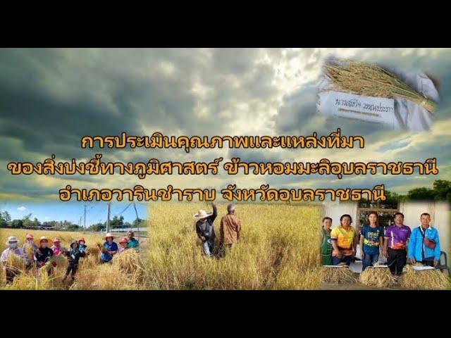 การขอรับรองข้าว GI อำเภอวารินชำราบ