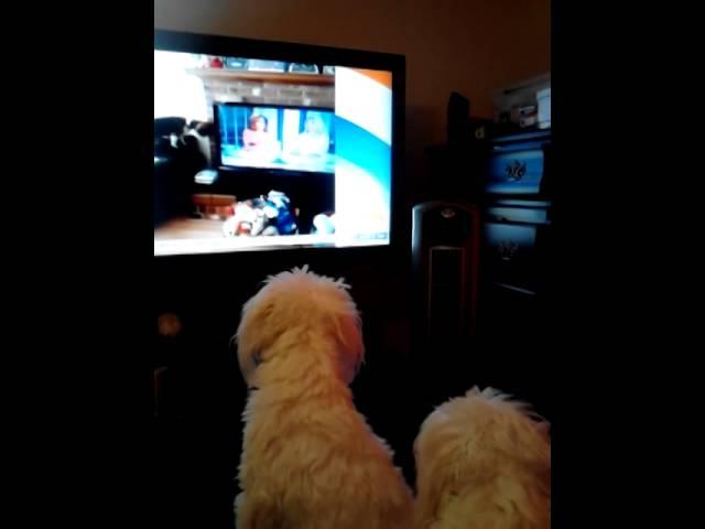 Mia and Princess watching Kathie Lee and Hooda