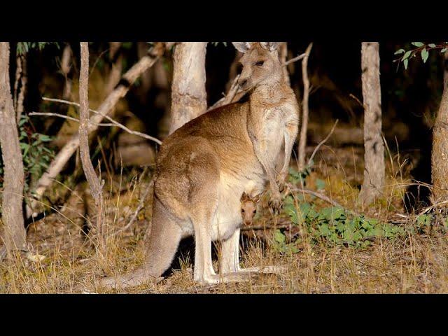 How Marsupials Are Different From Other Mammals (4K)