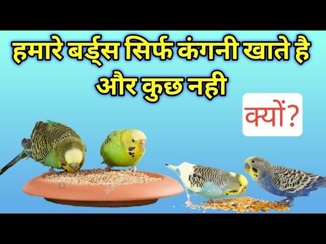 HAMARE BUDGIES SIRF KANGNI HI KHATE HAI KYO? || BUDGIES SOFT FOOD KYO NAHI KHATE.