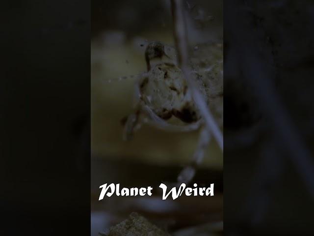 Planet Weird #documentary #dragonfly 1-3