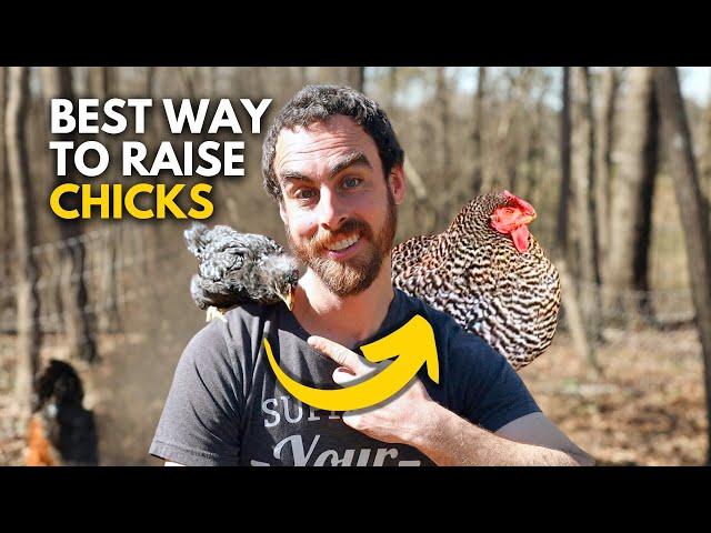 How to Raise Baby Chicks Naturally | EVERYTHING You Need To Know