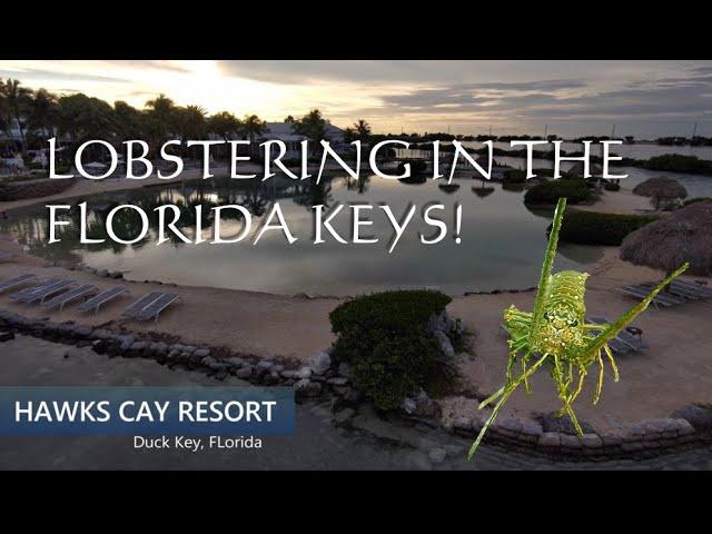 Catch Lobster in the Florida Keys