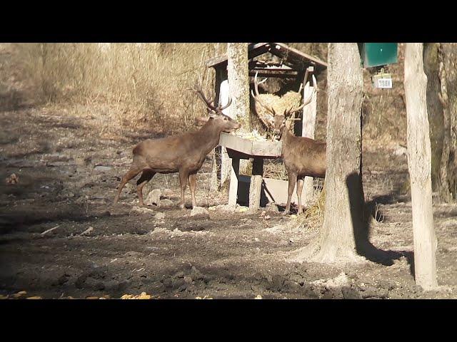 Feeding European Red Deer - red stag feeding - Cervus elaphus