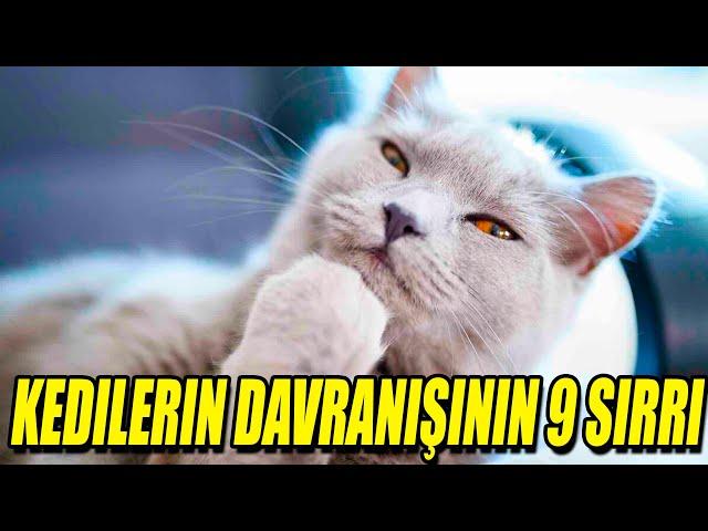 Kedilerin Davranışının 9 Sırrı: Neden Bunu Yaparlar?