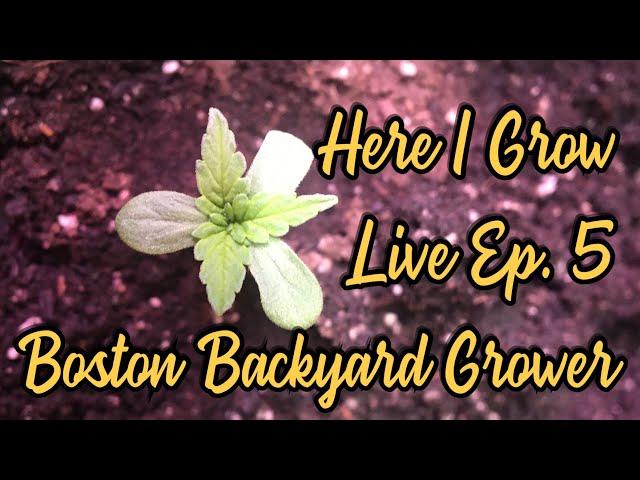 Boston Grower Here I Grow Live Ep.5 How To Feed Your Plants Nutrients