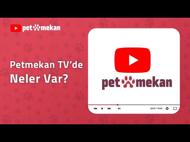 Petmekan TV'DE Neler Var? #petmekan #kedi #kediler #köpek #köpekler