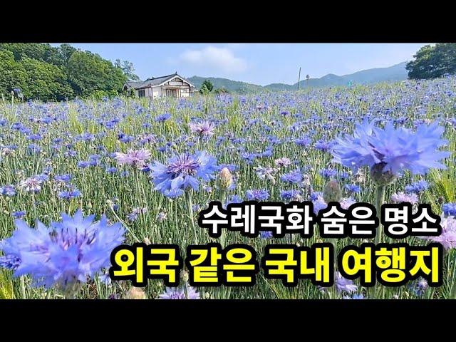 [강화도 가볼만한 곳] 5월 수레국화꽃 가득 핀 이국적 풍경의 강화역사박물관, 청보리밭은 덤, 수레국화 찾아가는 길 안내