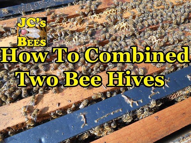 How To Combining Two Bee Hives Together