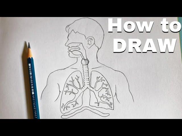 Human Respiratory system| how to Draw Human Respiratory system Diagram step by step Drawing