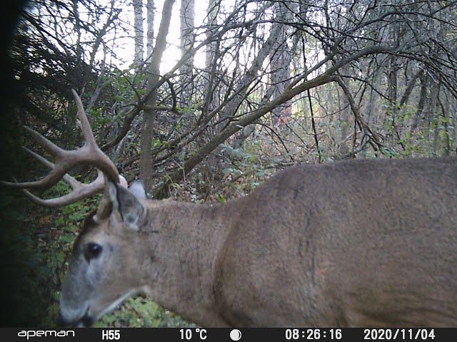 Mikes Trail Camera