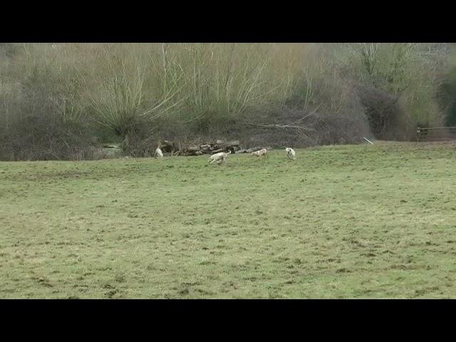 Ledbury Hunt hunting a fox 20th Feb 2015