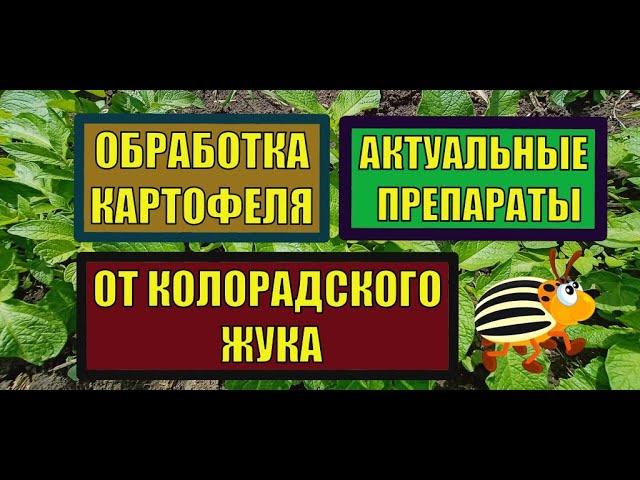 ВЫРАЩИВАНИЕ КАРТОФЕЛЯ НА КУБАНИ. ОБРАБОТКА КАРТОФЕЛЯ ОТ КОЛОРАДСКОГО ЖУКА