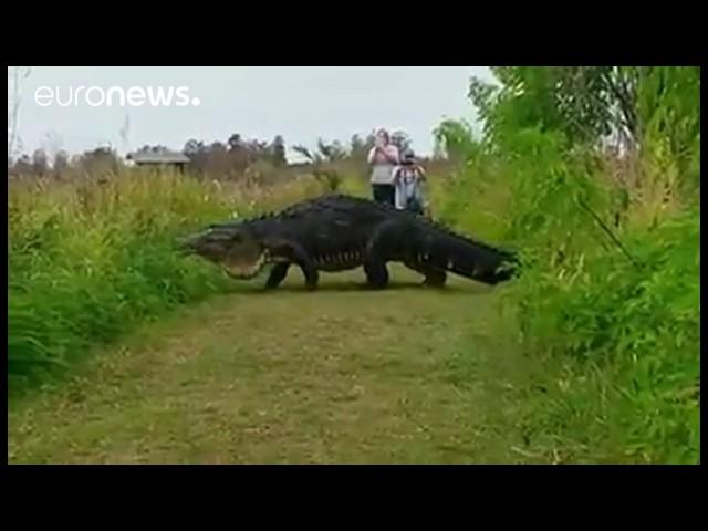 This monster alligator is terrifying