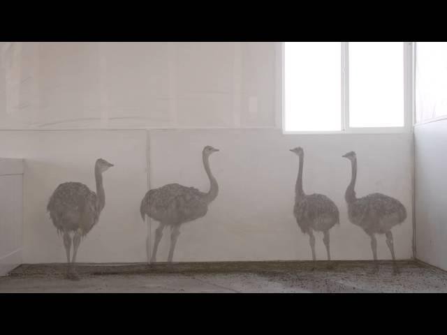 Ostrich Chicks: Incredible Growth!