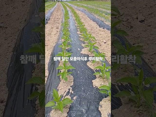 참깨달인 모종이식후 뿌리활착모습
