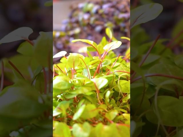 Процесс производства еды #шортс #еда #фудвидео