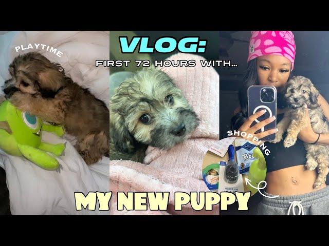 VLOG: GETTING A NEW MALTIPOO PUPPY |  FIRST 72HRS, PUPPY PREP , VET VISIT