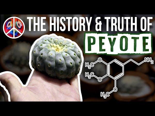 PEYOTE | The History & Truth of Mescaline