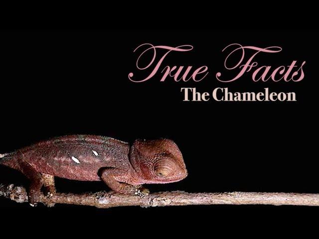 True Facts About The Chameleon