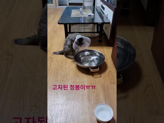 고자된 정봉이