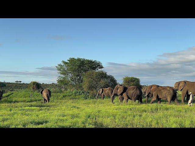 Take a Walk in the Wild with Adine & the Elephants