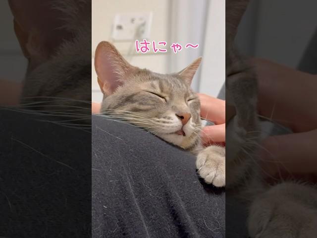 ママのマッサージでとろけるうずら #猫  #cat  #shorts