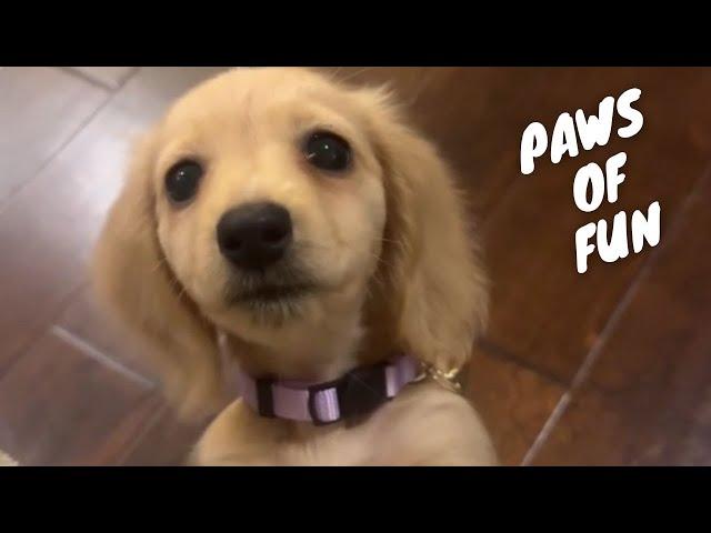 Adorable Pet Antics  Cute and Funny Dog & Cat Compilation! | PETASTIC