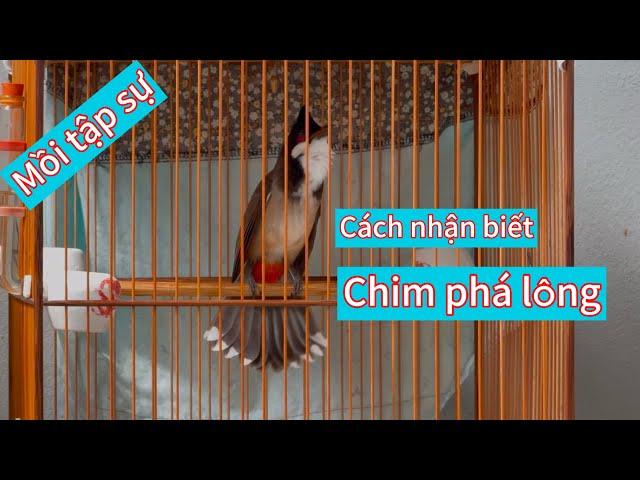 Cách nhận biết chào mào bị cắn phá lông, vuôt đuôi cực đơn giản.