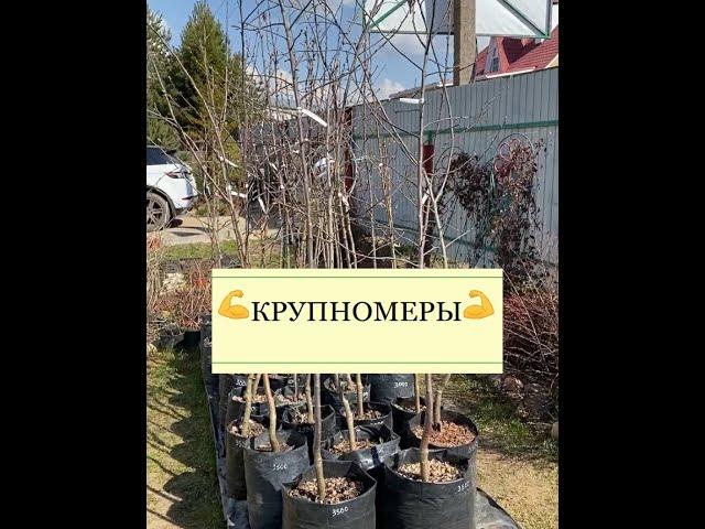 Крупномеры - садовый питомник "Зеленая жизнь"