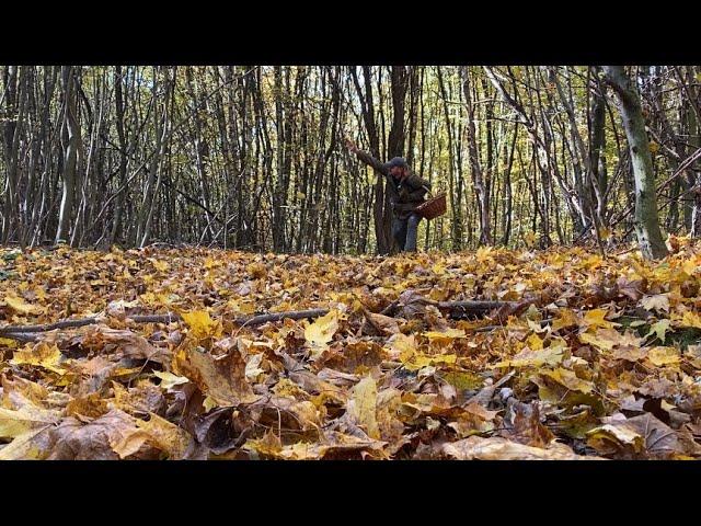 Тумани ТУМАНИ!!ГРИБИ РЯСНІЮТЬ В ЛІСІ!ЗОЛОТА ОСІНЬ!!!ЗОЛОТО КАРПАТ!ОСТАННІ ДНІ ЖОВТНЯ