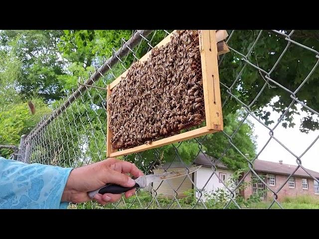 How to cut queen cells for splits and mating nucs.