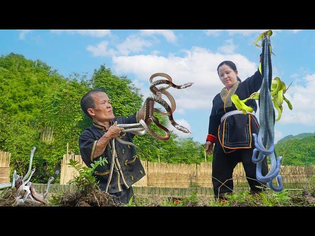 Dwarf Family Primitive Life: While the garden, suddenly discovered a snake nest.