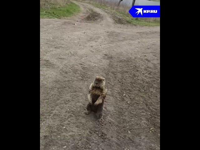 Школьник спас сурка от собак