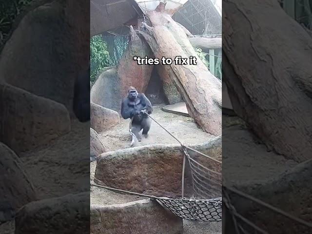 Huge Silverback Breaks Rope LIVE on Gorilla Cam 