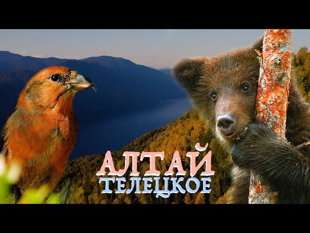 Wild Altay - Lake Teletskoye | Film Studio Aves