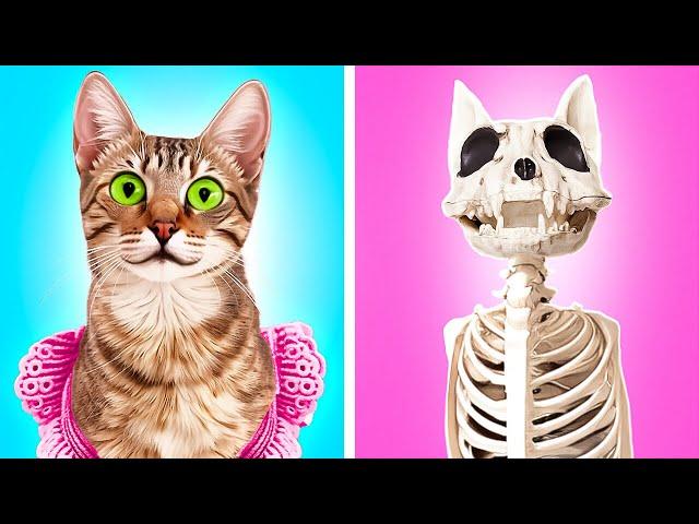 TINA - A DAY IN THE LIFE OF A CAT By Meow-some! Live