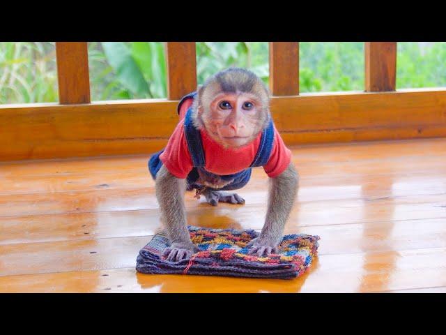 Adorable Baby Monkey MiMi Secretly Becomes a Delivery Girl to Help Her Family