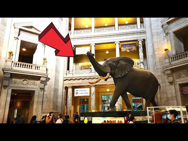 Smithsonian National Museum of Natural History Washington DC Full Tour