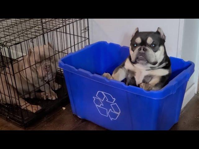 My Bullies Are On Punishment.. Box Time W/Havoc  & Chaos ~Exotic Bullies