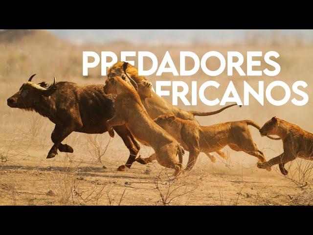 AFRICAN PREDATORS | THE LORDS OF SAVANNAH | DOCUMENTARY | WILD LIFE