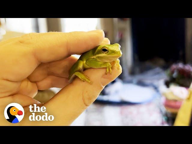 Guy Finds Tiny Frog In His Salad | The Dodo Little But Fierce