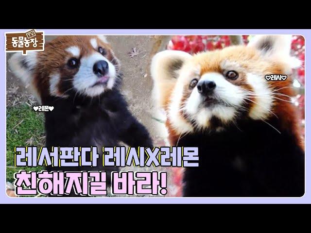 [SUB] 얼굴은 세상 귀요미인데... 달라도 너무 다른 레서판다 레시X레몬 모음집 #TV동물농장 #AnimalFarm #SBSstory