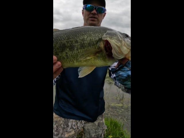 Come back for it #fishing #bass #youtubeshorts #youtube #fish