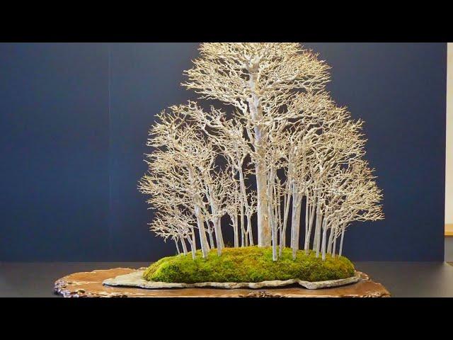 Exhibition Japanese Bonsai tree part 6 || vtv bonsai thieu hau